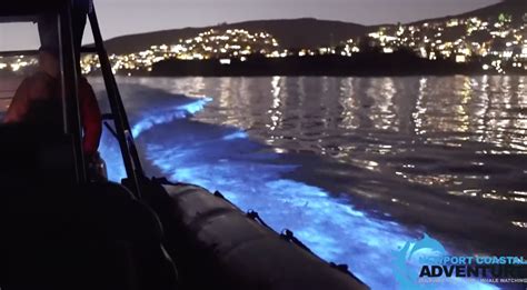 This is what’s causing Southern California's ocean waves to glow